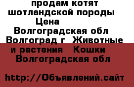 продам котят шотландской породы › Цена ­ 1 500 - Волгоградская обл., Волгоград г. Животные и растения » Кошки   . Волгоградская обл.